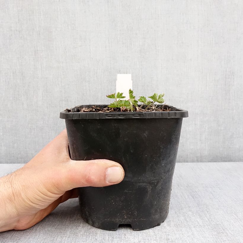 Amostra de Gerânio Silvias Surprise Vaso de 1,5 L/2 L tal como entregue na primavera