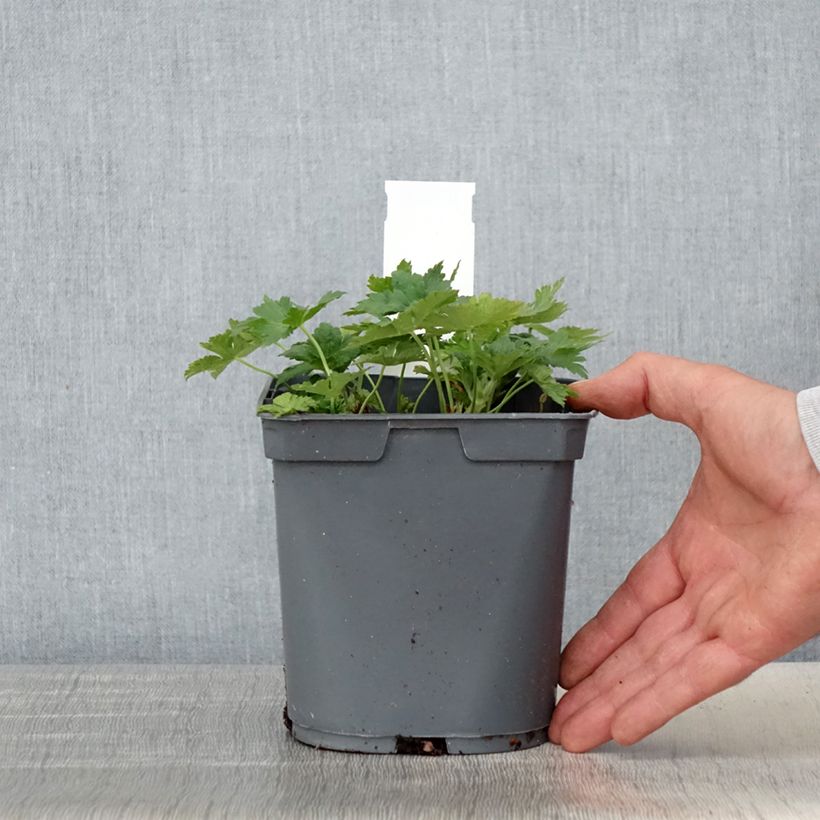 Amostra de Gerânio Sirak Vaso de 2 L/3 L tal como entregue na primavera