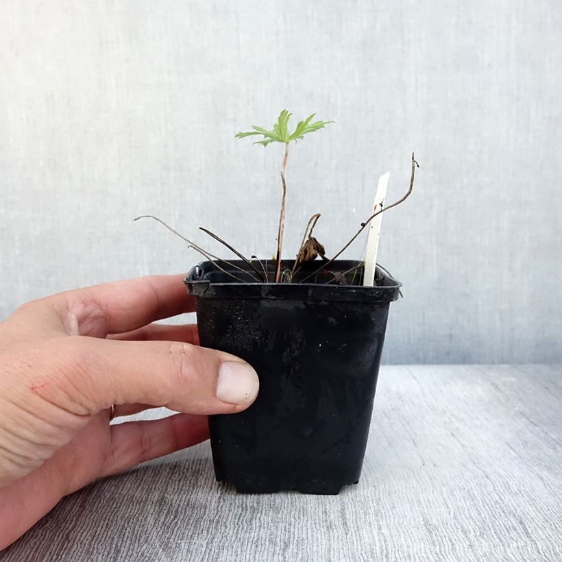 Amostra de Gerânio Spinners Vaso de 8/9 cm tal como entregue no outono