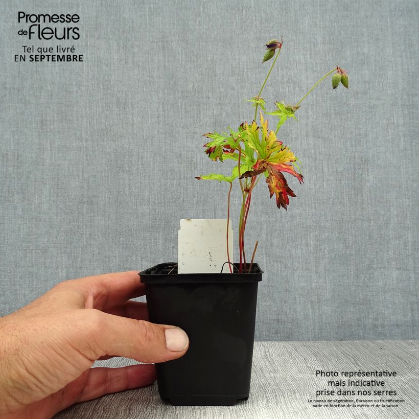 Amostra de Gerânio Spinners Vaso de 8/9 cm tal como entregue no verão