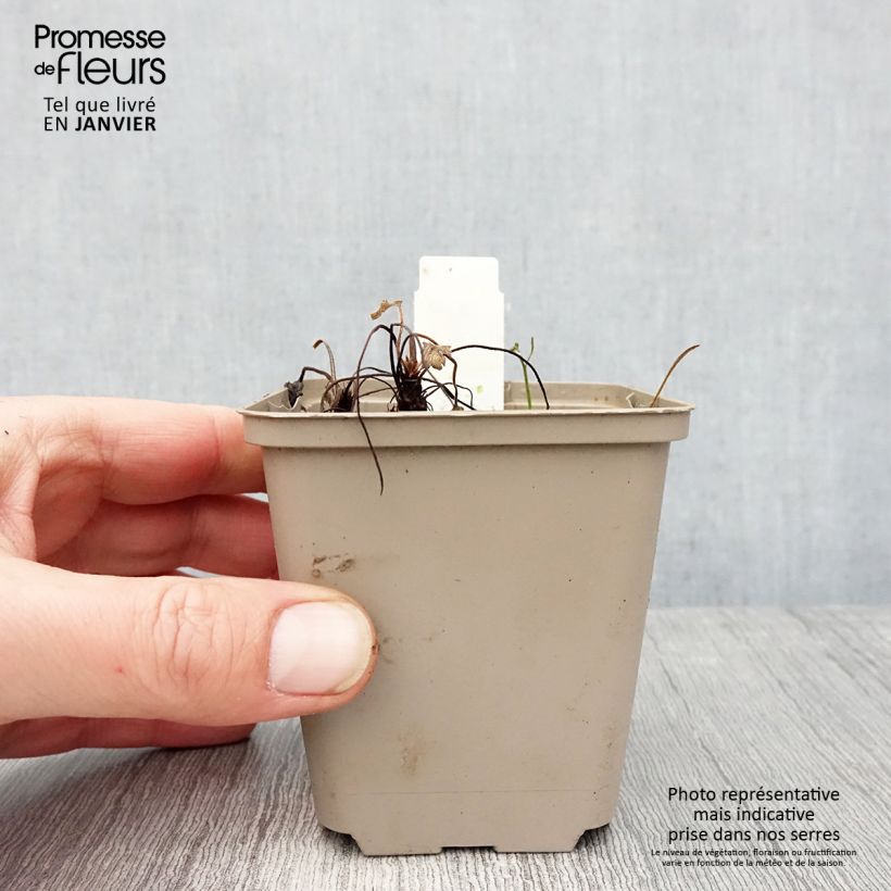 Amostra de Géranium vivace Sue Crûg Vaso de 8/9 cm tal como entregue no inverno