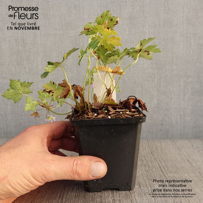 Amostra de Geranium wallichianum Sweet Heidi Vaso de 8/9 cm tal como entregue no outono