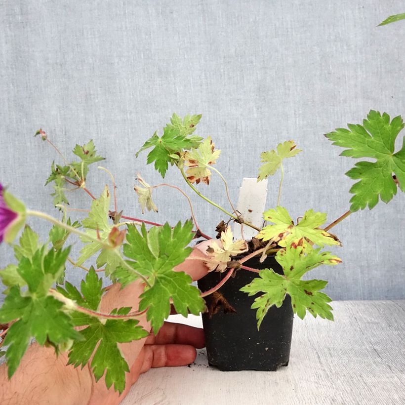 Amostra de Geranium wallichianum Sweet Heidi Vaso de 8/9 cm tal como entregue no verão