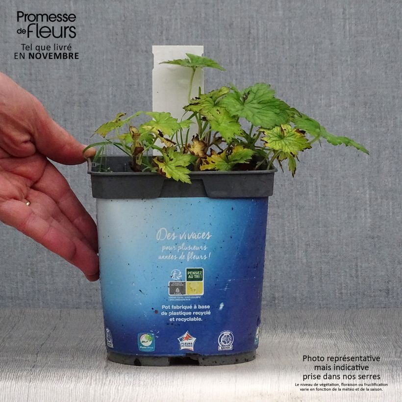 Amostra de Geranium wallichianum Sweet Heidi Vaso de 2 L/3 L tal como entregue no outono