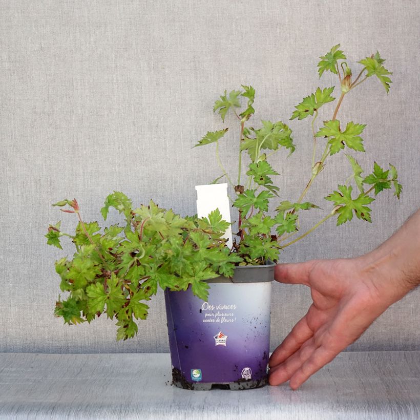 Amostra de Geranium wallichianum Sweet Heidi Vaso de 2 L/3 L tal como entregue no verão