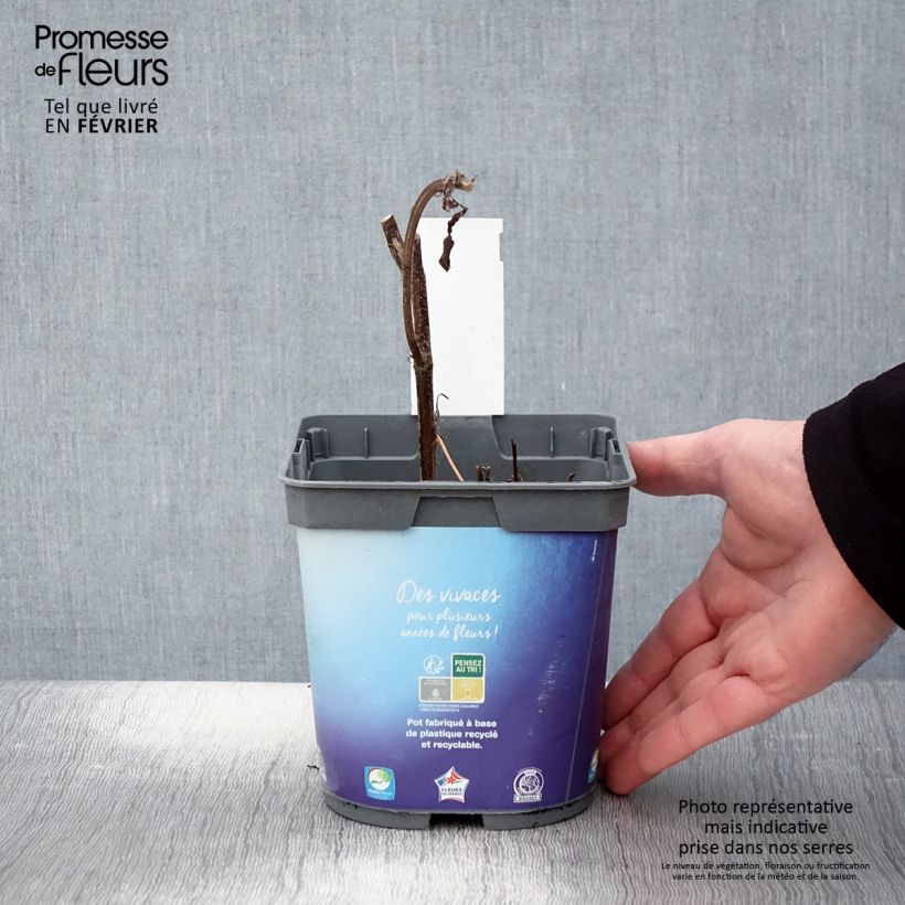 Amostra de Géranium vivace Sweet Heidi Vaso de 2 L/3 L tal como entregue no inverno