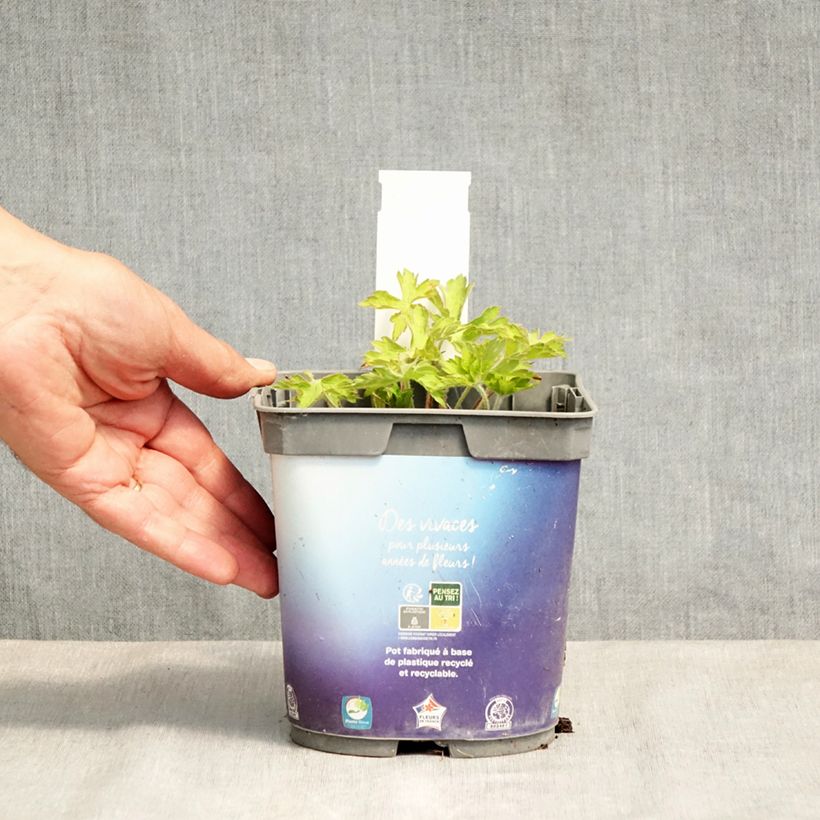 Amostra de Geranium wallichianum Sweet Heidi Vaso de 2 L/3 L tal como entregue na primavera