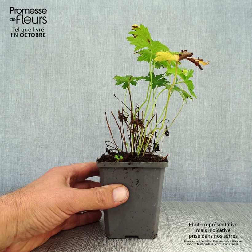 Amostra de Geranium sylvaticum Album Vaso de 8/9 cm tal como entregue no outono