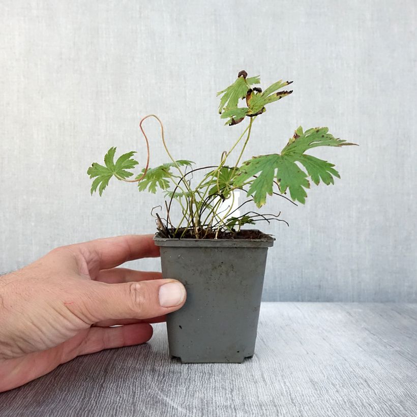 Amostra de Géranium vivace sylvaticum Birch Lilac Godet de 8/9 cm tal como entregue no outono