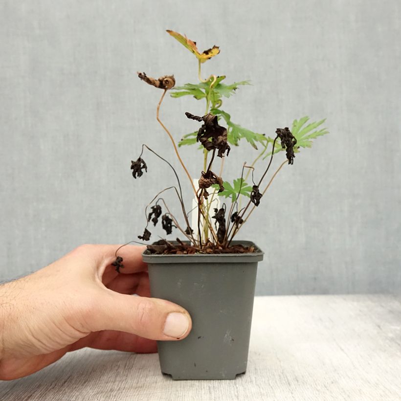 Amostra de Geranium sylvaticum Bridget Lion Vaso de 8/9 cm tal como entregue no outono