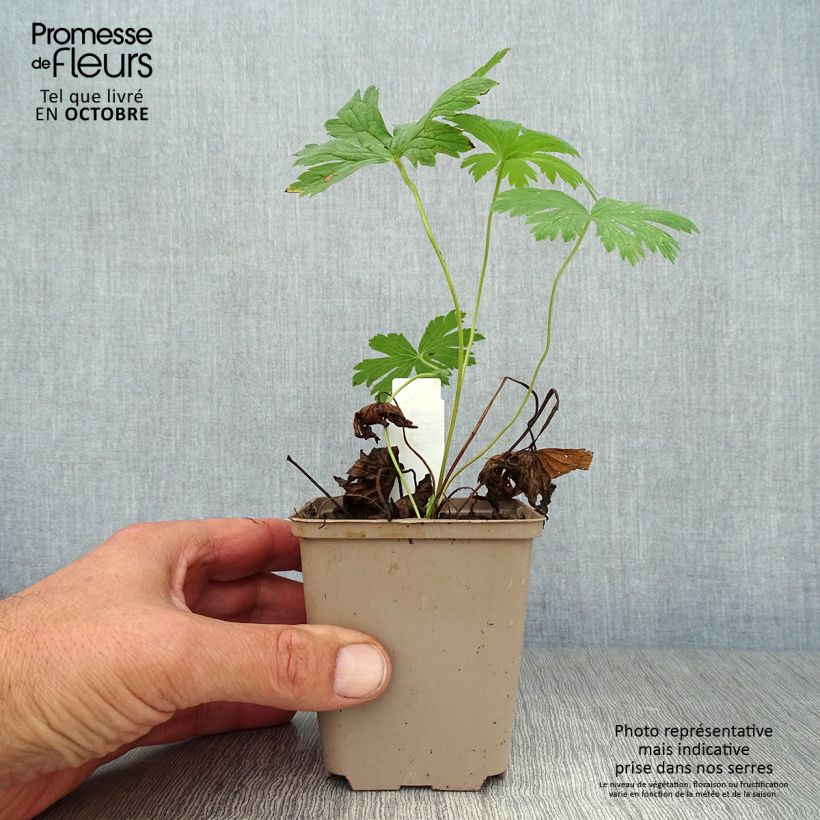 Amostra de Geranium sylvaticum Ice Blue Vaso de 8/9 cm tal como entregue no outono