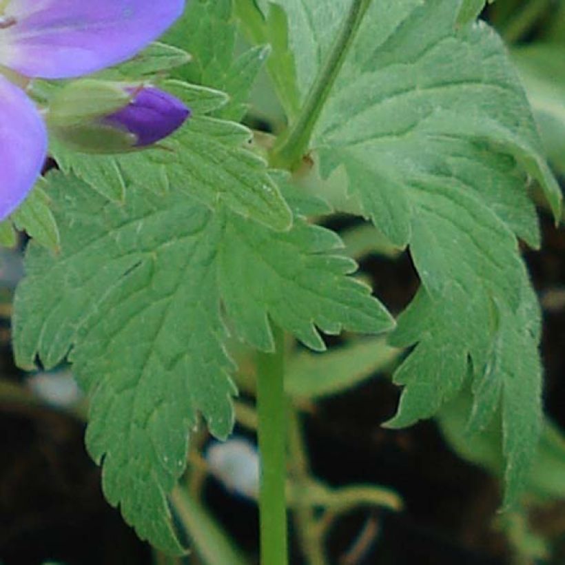 Geranium sylvaticum May Flower (Folhagem)