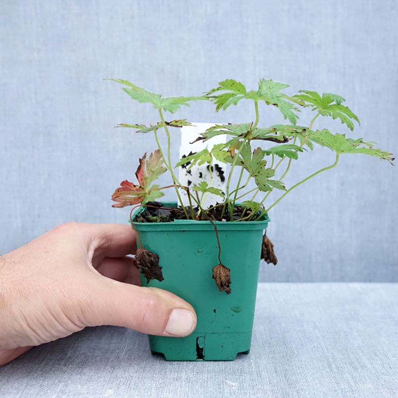 Amostra de Geranium sylvaticum May Flower - Gerânio Vaso de 8/9 cm tal como entregue no outono