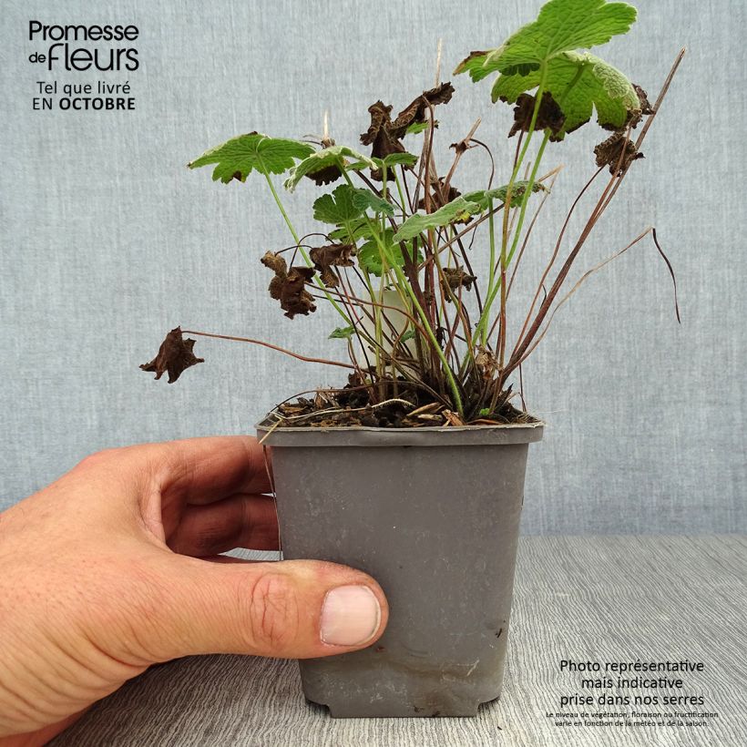 Amostra de Gerânio Terre Franche Vaso de 8/9 cm tal como entregue no outono
