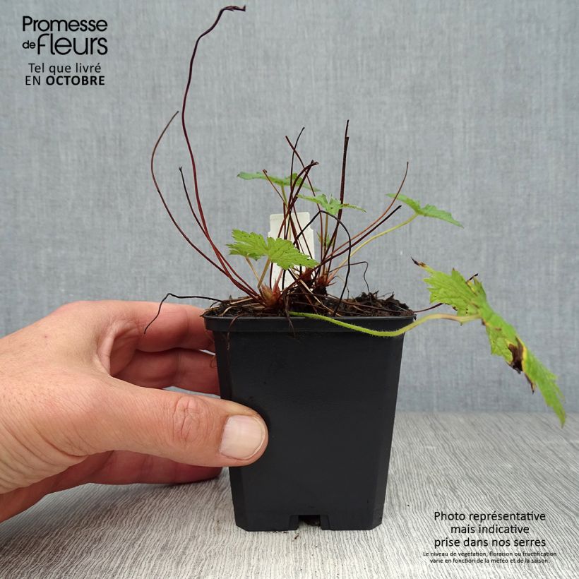 Amostra de Geranium versicolor Vaso de 8/9 cm tal como entregue no outono