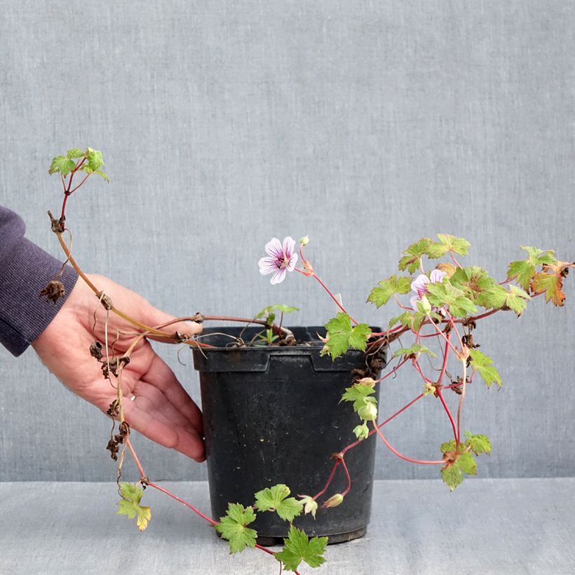 Amostra de Geranium wallichianum Crystal Lake Vaso de 2 L/3 L tal como entregue no outono