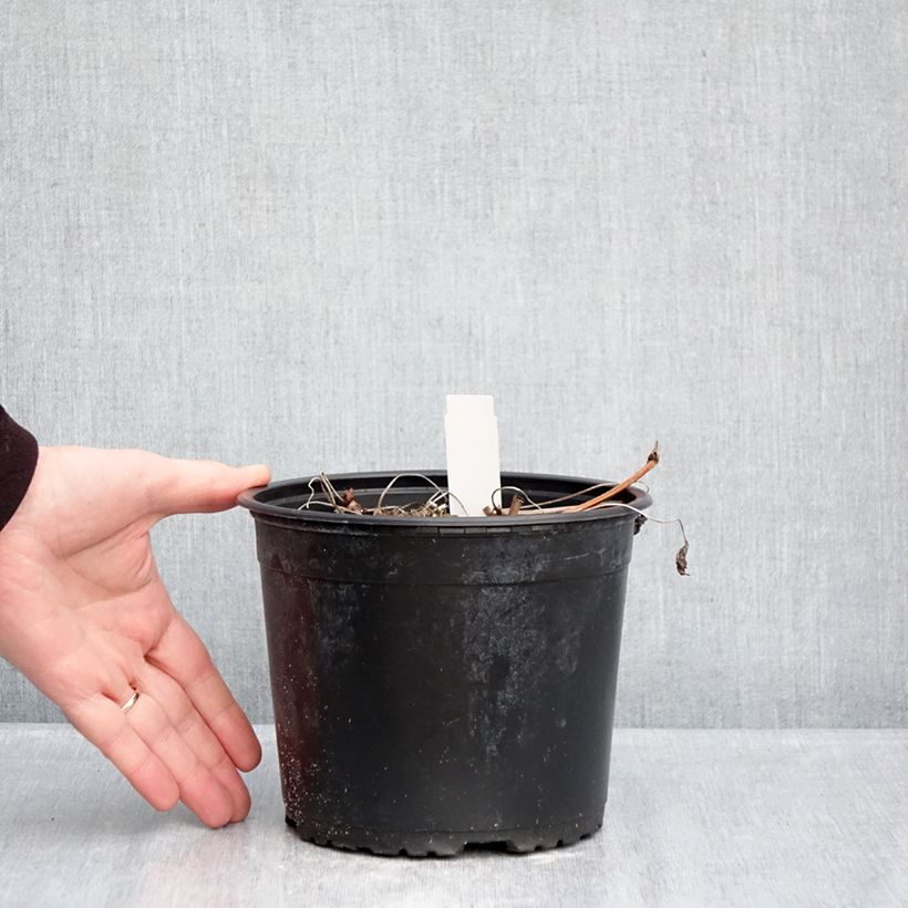 Amostra de Geranium wallichianum Crystal Lake Vaso de 2 L/3 L tal como entregue no inverno