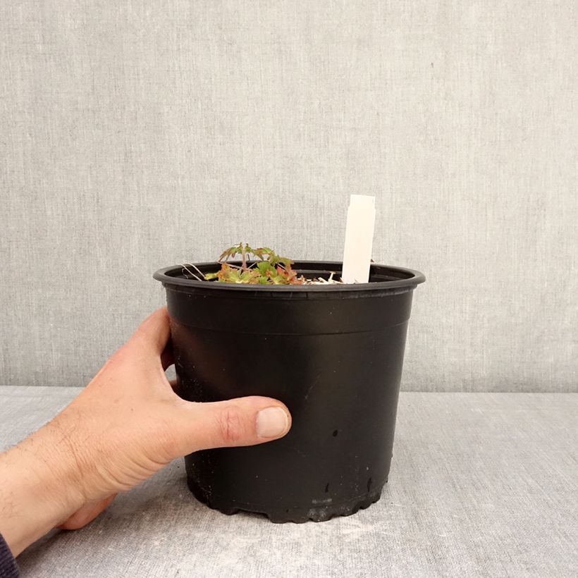Amostra de Geranium wallichianum Crystal Lake Vaso de 2 L/3 L tal como entregue na primavera