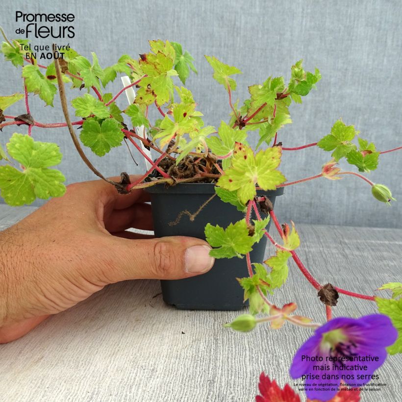 Amostra de Geranium wallichianum Censation Daily Blue Vaso de 8/9 cm tal como entregue no verão