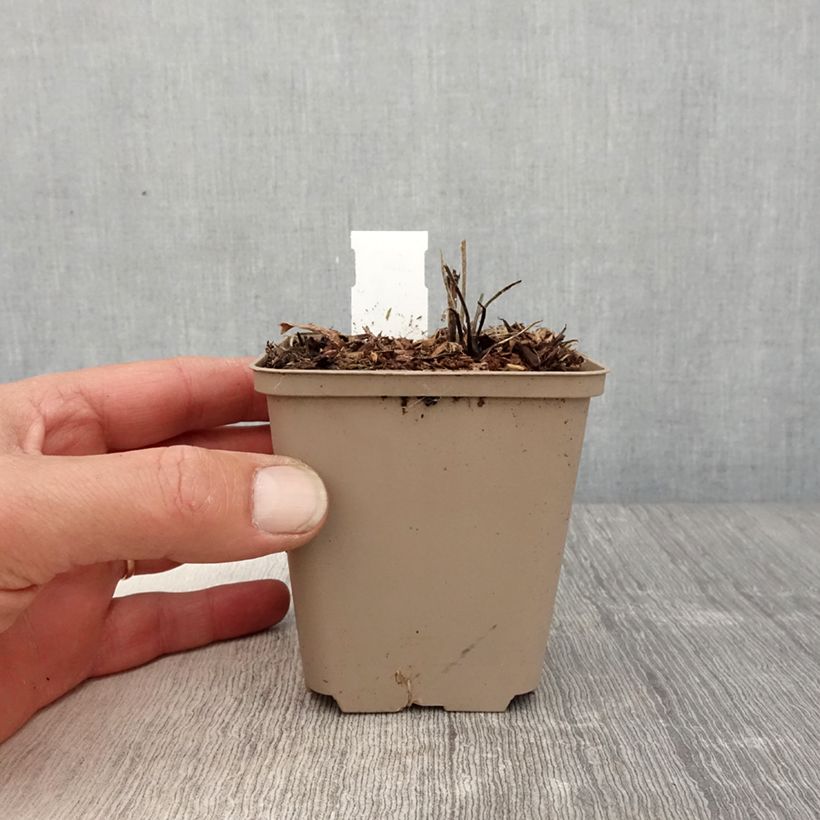 Amostra de Geranium wallichianum Censation Daily Blue Vaso de 8/9 cm tal como entregue na primavera