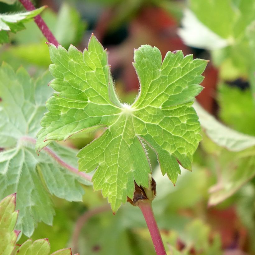 Geranium wallichianum Censation Daily Blue (Folhagem)