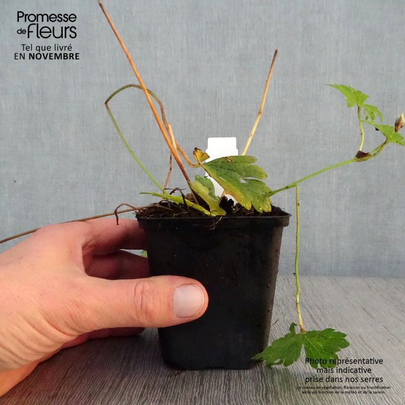 Amostra de Geranium wallichianum Havana Blues Vaso de 8/9 cm tal como entregue no outono