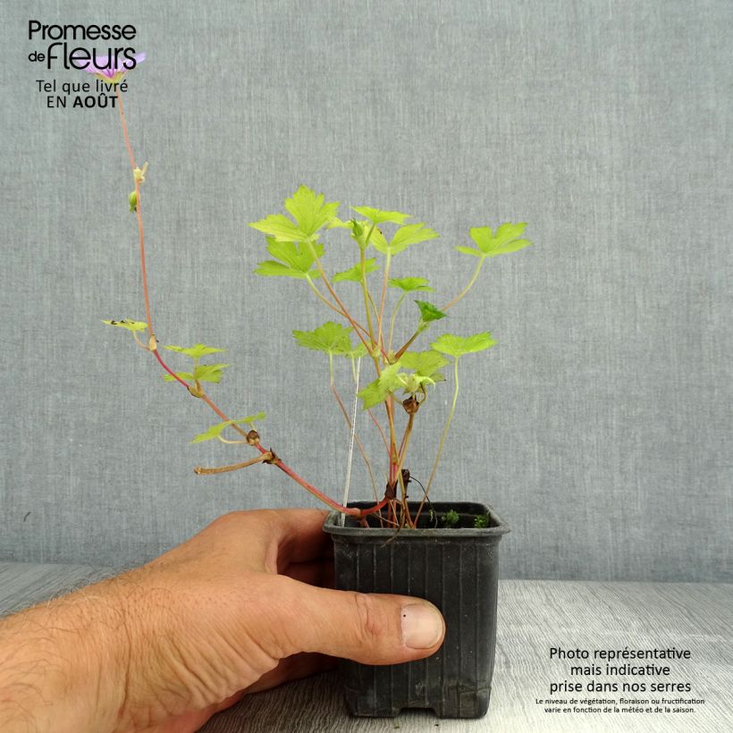 Amostra de Geranium wallichianum Magical® All Summer Delight Vaso de 8/9 cm tal como entregue no verão