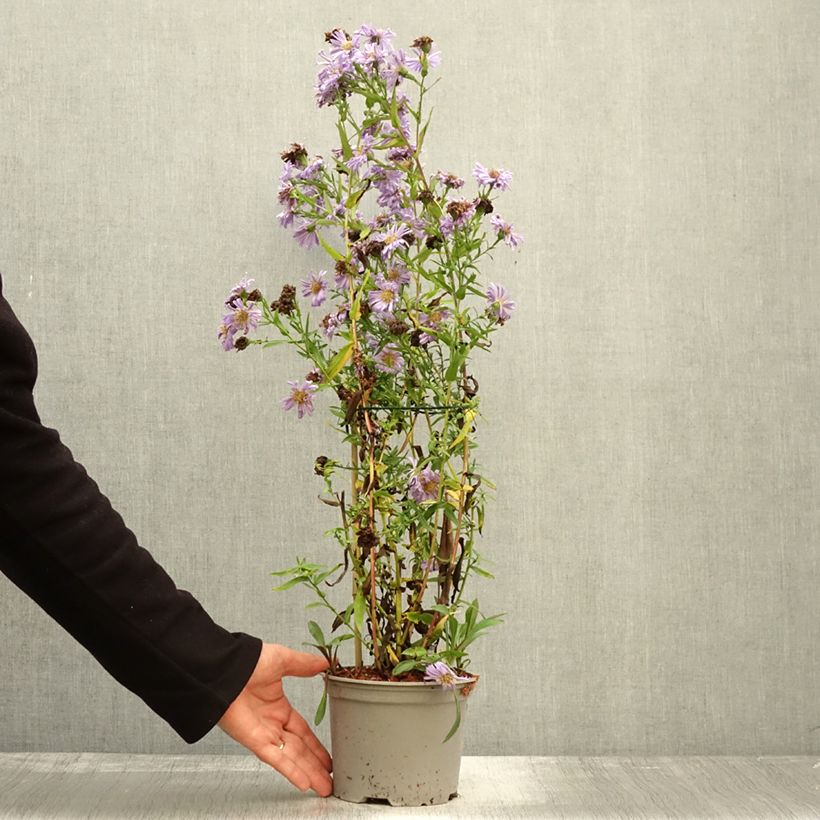 Amostra de Geranium wallichianum Magical® All Summer Joy Vaso de 8/9 cm tal como entregue no outono