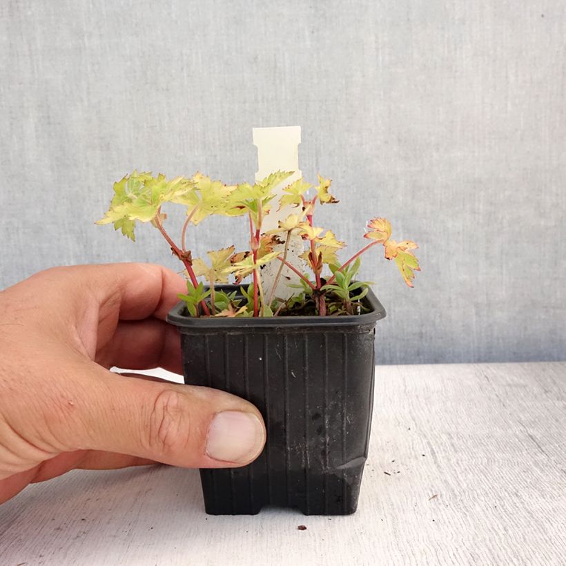 Amostra de Geranium wallichianum Magical® All Summer Joy Vaso de 8/9 cm tal como entregue no verão