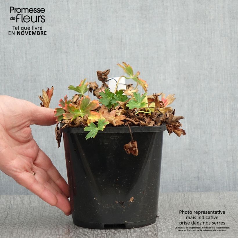 Amostra de Gerânio Confetti - Geranium yoshinoi Vaso de 1,5 L/2 L tal como entregue no outono