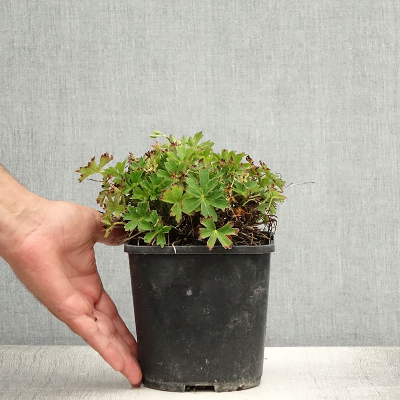 Amostra de Gerânio Confetti - Geranium yoshinoi Vaso de 1,5 L/2 L tal como entregue no verão
