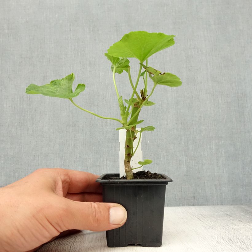 Amostra de Géranium zonale Bouton de rose Appleblossom Godet de 7/8 cm tal como entregue na primavera