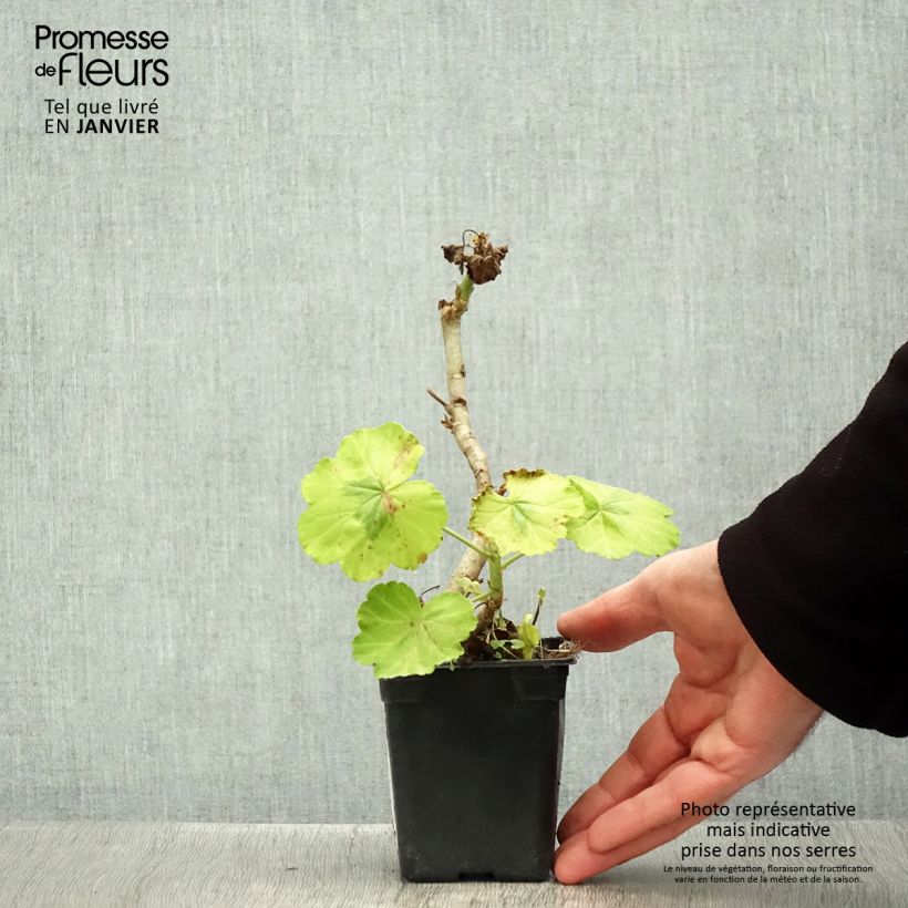 Amostra de Géranium zonale Crystal Palace Gem - Pelargonium fantaisie Godet de 7/8 cm tal como entregue no inverno
