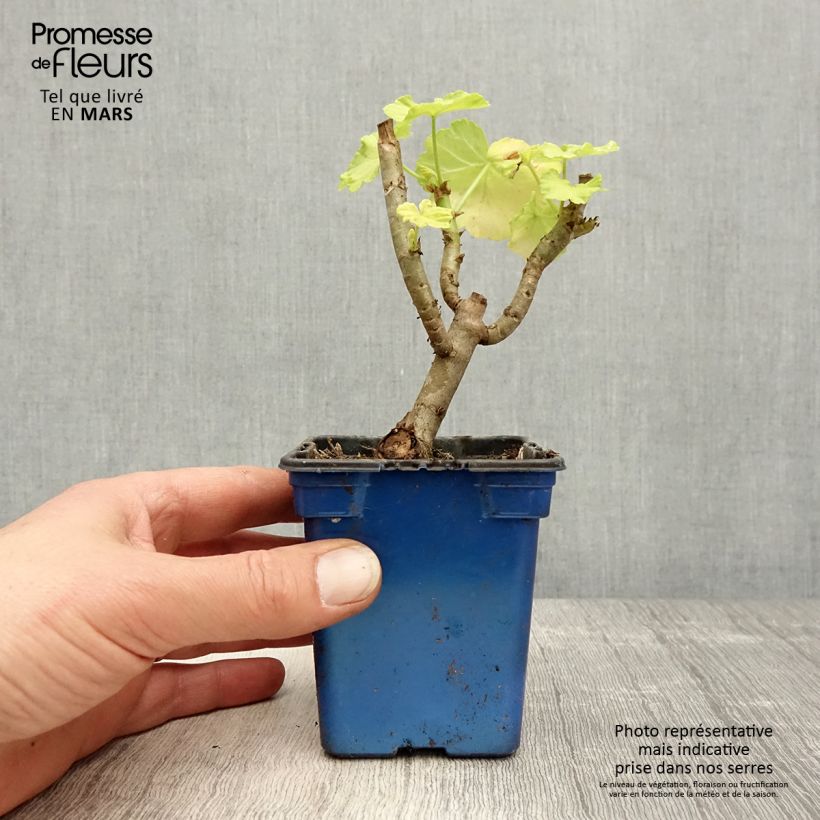 Amostra de Sardinheira Fantaisy Crystal Palace Gem Vaso de 7/8 cm tal como entregue na primavera