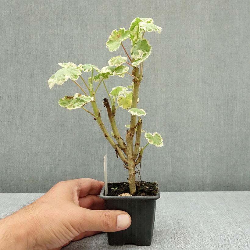 Amostra de Sardinheira Mme Salleron Vaso de 7/8 cm tal como entregue no verão