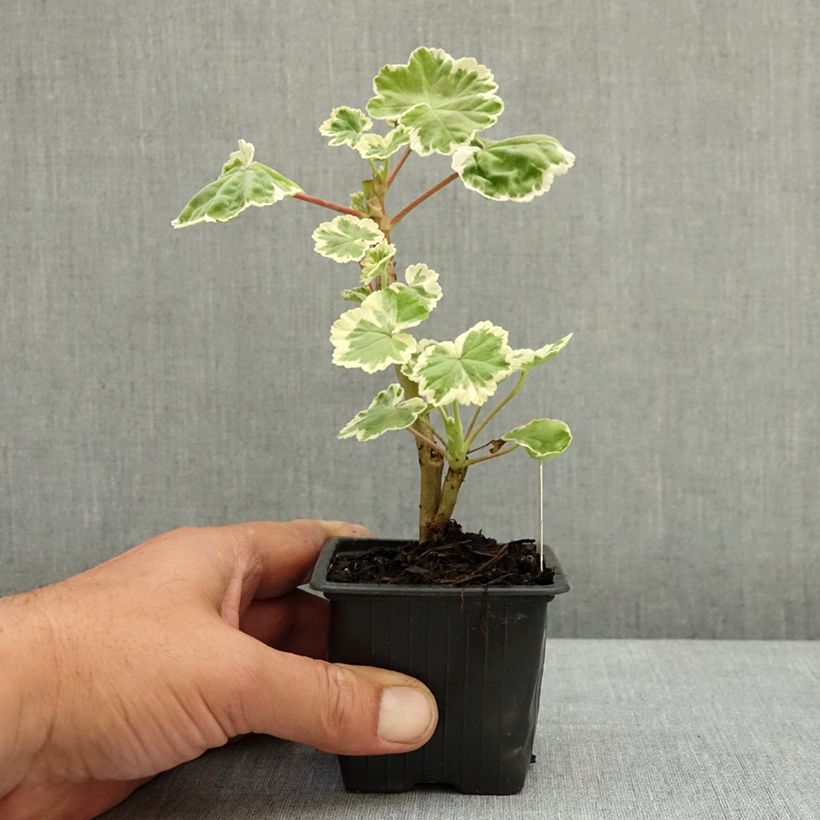 Amostra de Sardinheira Mme Salleron Vaso de 7/8 cm tal como entregue na primavera