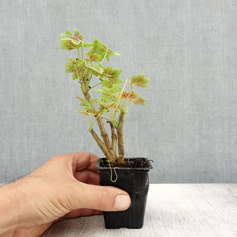 Amostra de Sardinheira Vancouver Centennial Vaso de 7/8 cm tal como entregue no outono