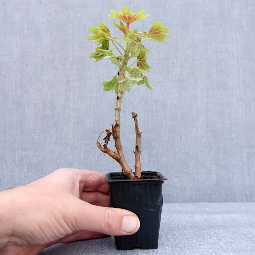 Amostra de Géranium zonale Vancouver - Pelargonium  Godet de 7/8 cm tal como entregue no inverno