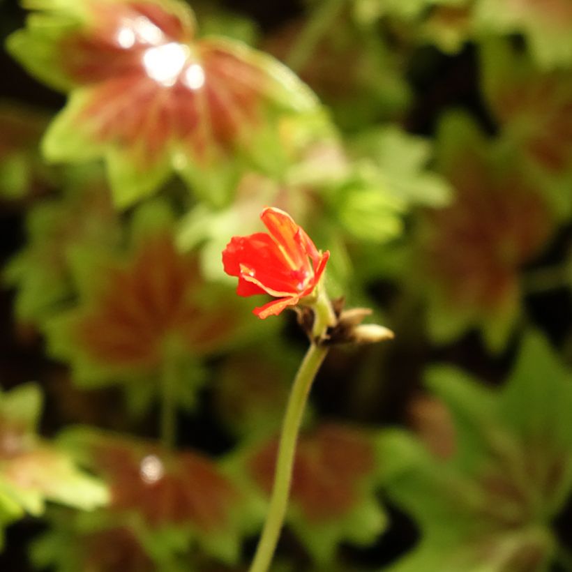 Sardinheira Vancouver Centennial (Floração)