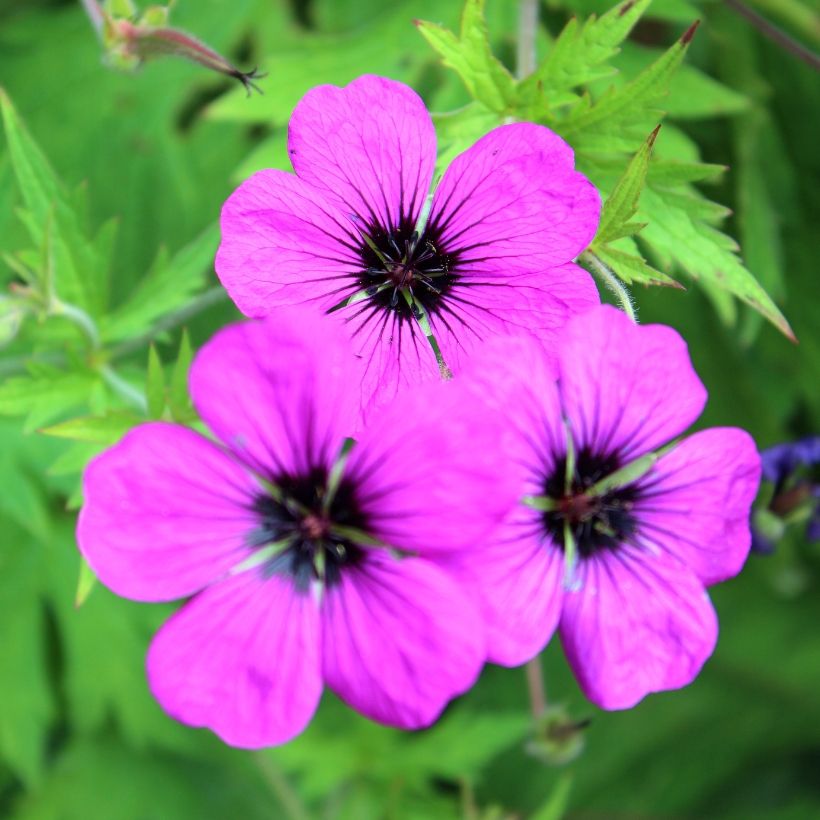 Gerânio Patricia - Geranium (Floração)