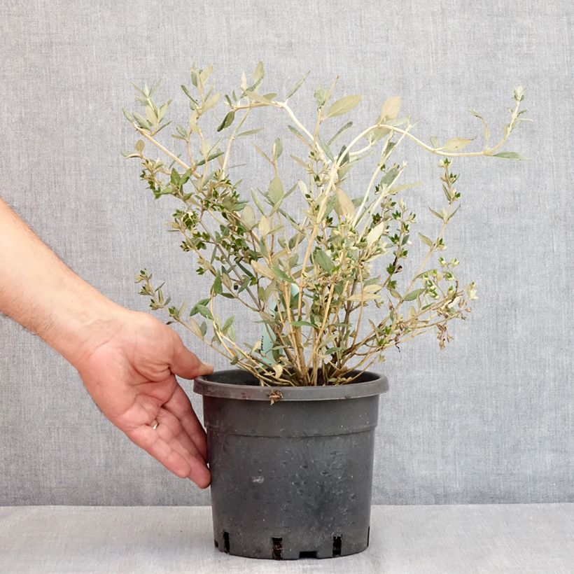 Amostra de Teucrium fruticans Vaso de 2 L/3 L tal como entregue no verão