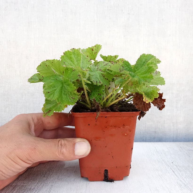 Amostra de Geum Bell Bank Vaso de 8/9 cm tal como entregue no verão