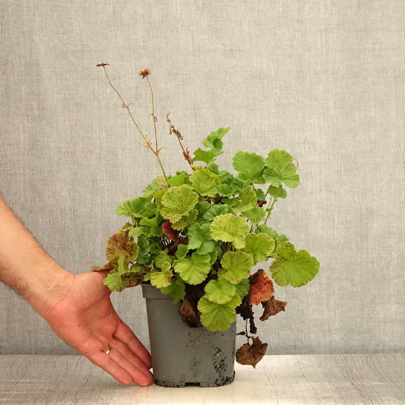 Amostra de Geum Bell Bank Vaso de 2 L/3 L tal como entregue no verão