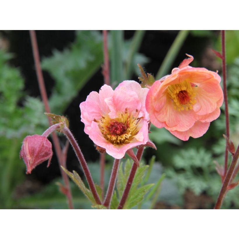 Geum Cosmopolitan (Floração)