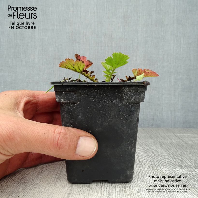 Amostra de Geum chiloense Lady Stratheden Vaso de 7/8 cm tal como entregue no outono
