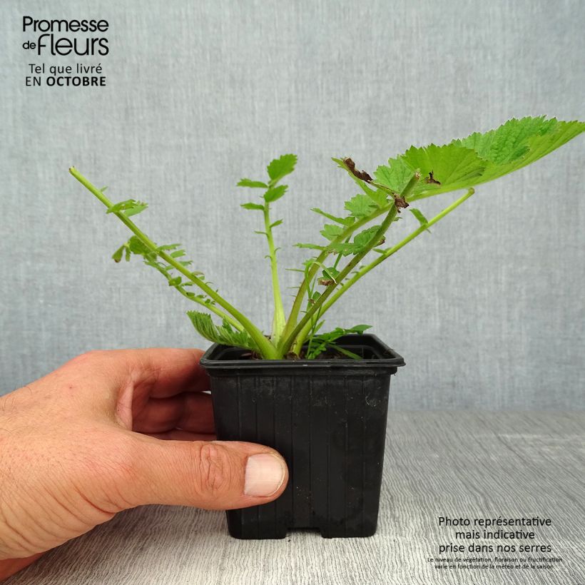 Amostra de Geum chiloense Mrs Bradshaw Vaso de 7/8 cm tal como entregue no outono