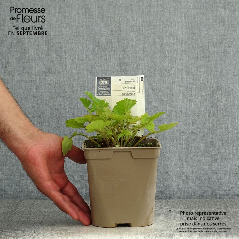 Amostra de Geum chiloense Mrs Bradshaw Vaso de 2 L/3 L tal como entregue no verão