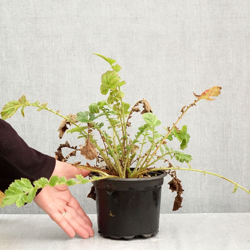 Amostra de Geum chiloense Mrs Bradshaw Vaso de 2 L/3 L tal como entregue no outono
