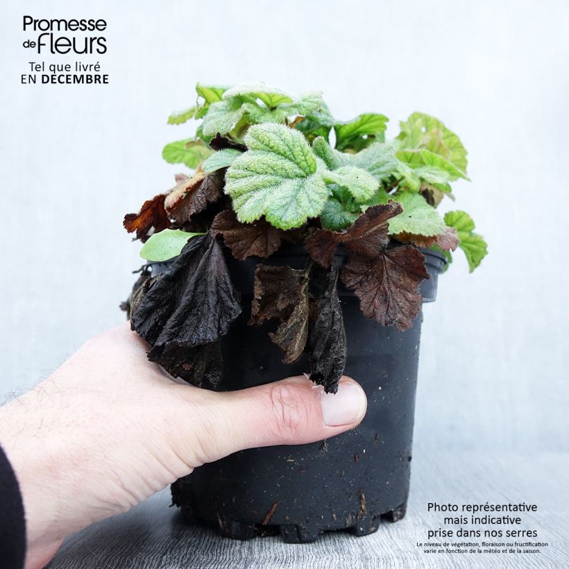 Amostra de Geum coccineum Borisii - Benoîte orange Pot de 2L/3L tal como entregue no outono