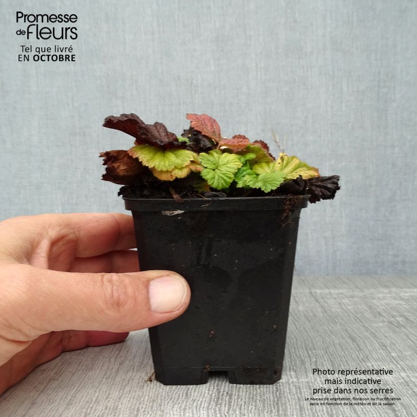 Amostra de Geum coccineum Borisii Vaso de 8/9 cm tal como entregue no outono